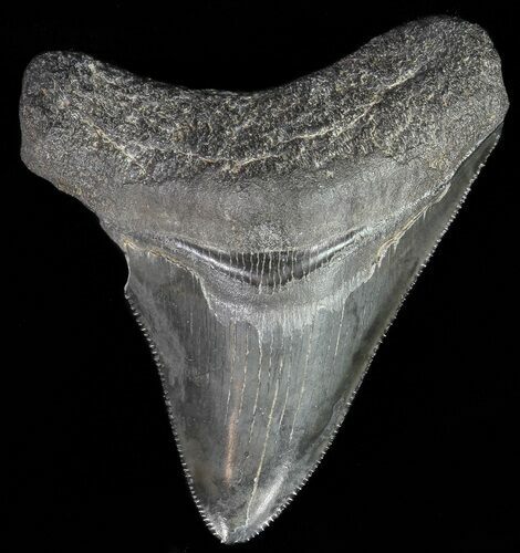 Serrated, Juvenile Megalodon Tooth #70520